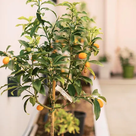 Дом отдыха Quattro Zie