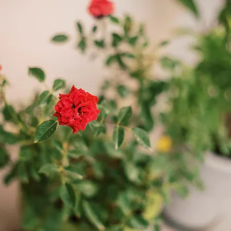 Quattro Zie Дом отдыха *