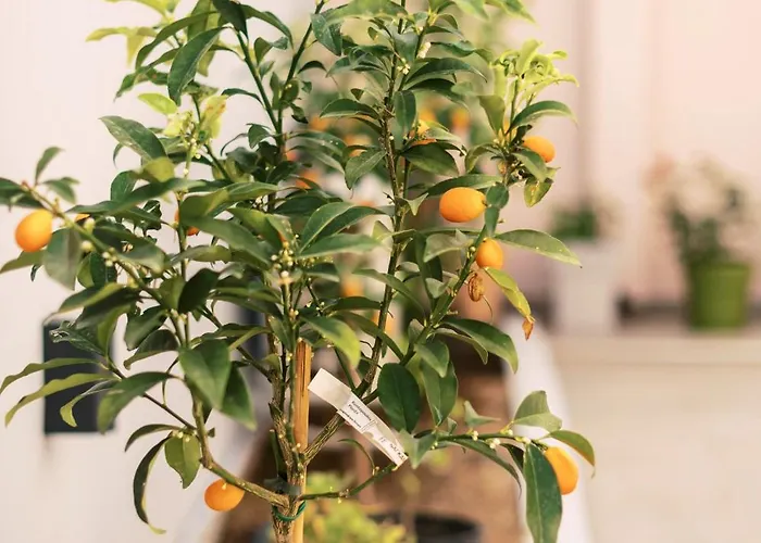 בית נופש Quattro Zie