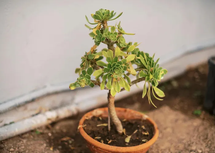 Quattro Zie Nyaraló