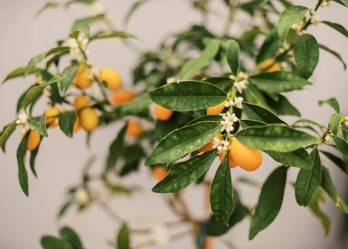 בית נופש Quattro Zie