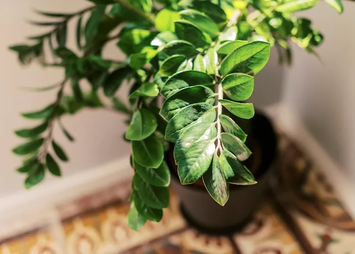 Quattro Zie בית נופש