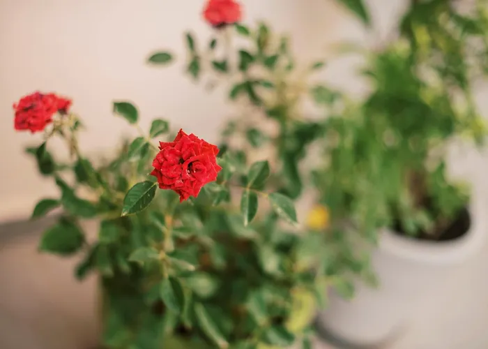 Quattro Zie בית נופש *