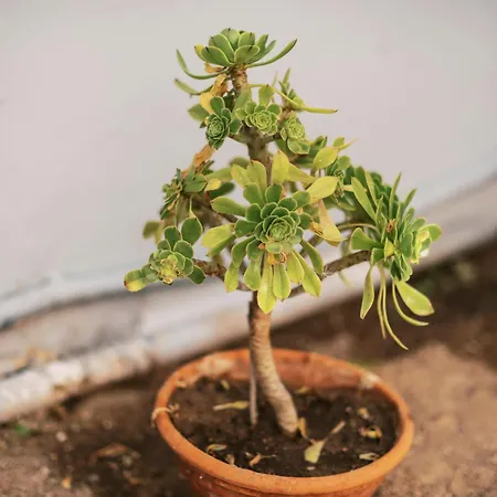 Quattro Zie Dom wakacyjny