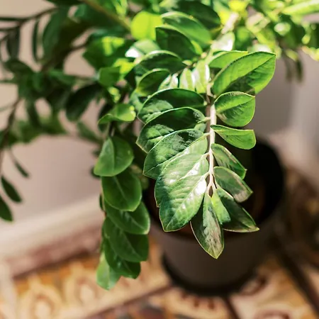 Quattro Zie Сasa de vacaciones